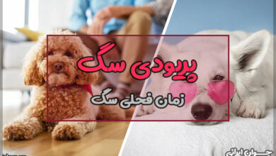 آیا سگ پریود می‌شود؟