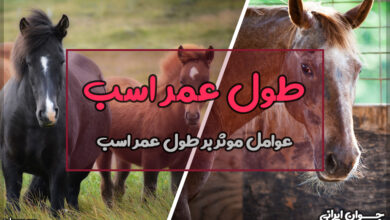 اسب ها چقدر عمر می‌کنند؟