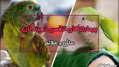 بیماری‌های تنفسی در پرندگان