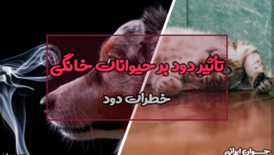 تأثیر دود بر حیوانات خانگی