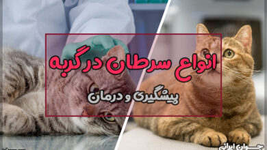 سرطان در گربه