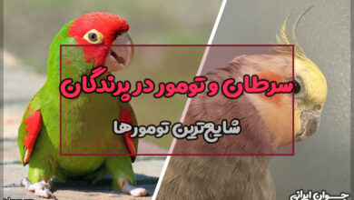 سرطان و تومور در پرندگان
