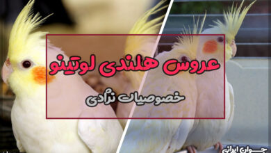 عروس هلندی لوتینو