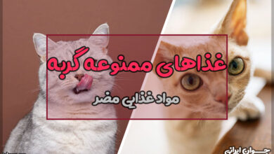 غذاهای ممنوعه گربه