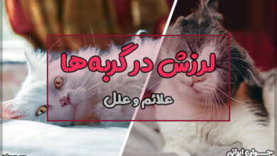 لرزش در گربه ها