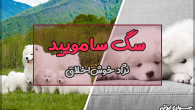 نژاد سگ سامویید