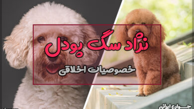 نژاد سگ پودل