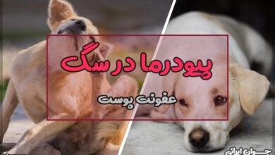 پیودرما در سگ