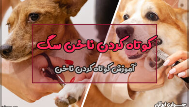 چگونه ناخن‌های سگ را کوتاه کنیم؟