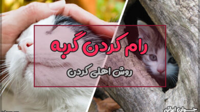 چگونه گربه را رام کنیم؟