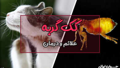 کک گربه