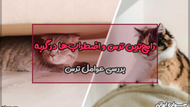 گربه ها از چی می ترسند؟