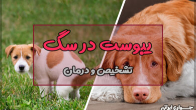 یبوست در سگ