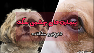 بیماری های چشمی سگ