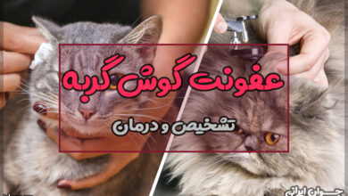 عفونت گوش گربه