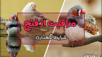 مراقبت از فنچ