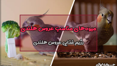 میوه های مناسب عروس هلندی