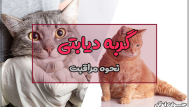 نحوه مراقبت از گربه دیابتی