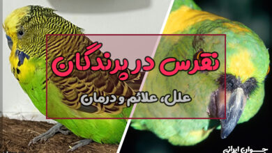 نقرس در پرندگان