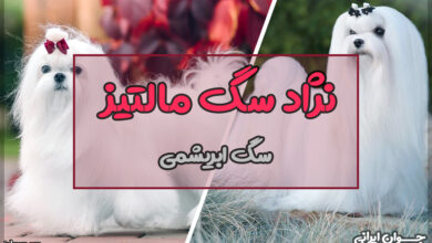 نژاد سگ مالتیز