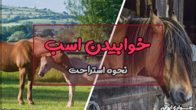 چرا اسب ها ایستاده می خوابند؟