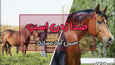 چگونه اسب را صدا کنیم؟