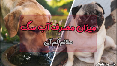 یک سگ چقدر آب نیاز دارد؟