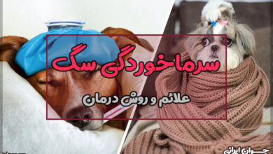 آیا سگ سرما میخورد؟