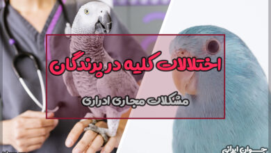 اختلالات کلیه در پرندگان