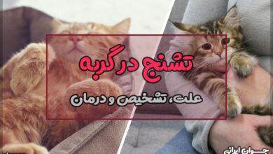 تشنج در گربه