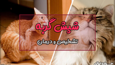 شپش گربه