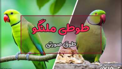 طوطی ملنگو