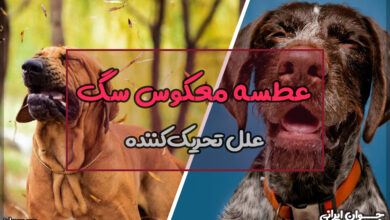 عطسه معکوس سگ
