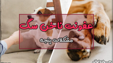 عفونت ناخن سگ