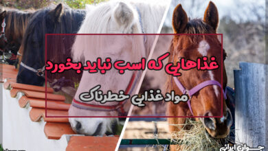 غذاهایی که اسب نباید بخورد