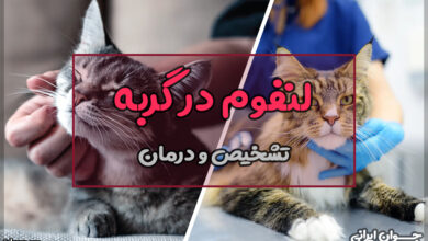 لنفوم در گربه
