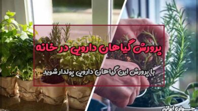 پرورش گیاهان دارویی در خانه