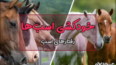 آیا اسب ها خودکشی میکنند؟
