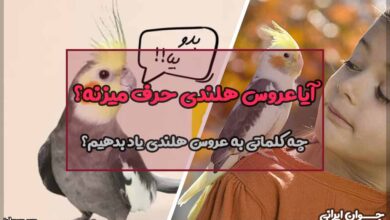 آیا عروس هلندی حرف میزنه