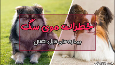 آیا موی سگ باعث بیماری میشود؟