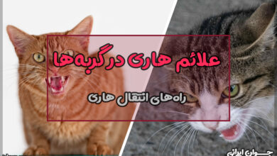 آیا گربه هاری دارد؟