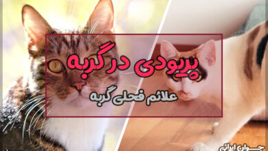 آیا گربه پریود می شود؟