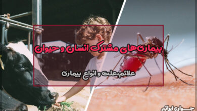 بیماری های مشترک انسان و حیوان