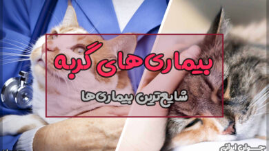 بیماری های گربه