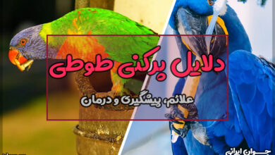 دلایل پرکنی طوطی