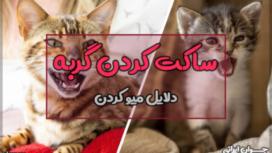 ساکت کردن گربه
