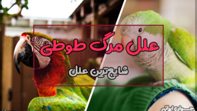شایع ترین علل مرگ طوطی