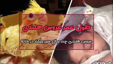 عروس هلندی چند سال عمر میکند در خانه