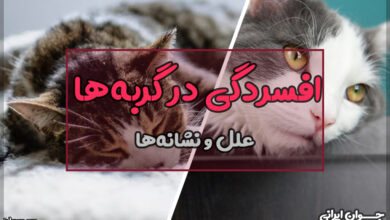 علت افسردگی در گربه ها