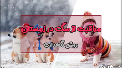 مراقبت از سگ در زمستان